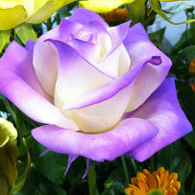 Rose Rosa Hybrida Mixed Bonsai Seeds known for indoor Decorative Displays | 200 Pcs