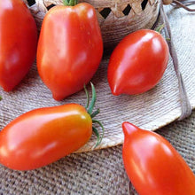 Giallo Grandi Amish Tomato Seeds for Sweet, Rich Flavor