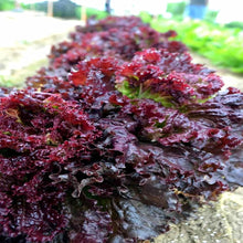 Ruby Red Lettuce Seeds known for colorful Salad Gardening