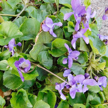 Viola Queen Charlotte Seeds for a fragrant addition to the herb patch