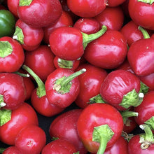 Sweet Cherry Pepper Seeds (Capsicum annuum) for growers stocking the Fresh Kitchen Garden Use