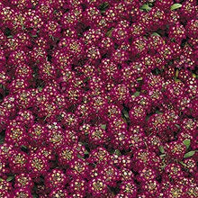 Alyssum Easter Bonnet Violet Seeds known for fragrant Violet Flowers