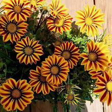 Orange Peacock Gazania Seeds (Gazania rigens) for sweet homegrown fruit in the home garden flower bed