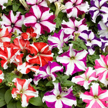 Star Petunia Flower ��������� Petunia spp. ��������� for planting in white garden