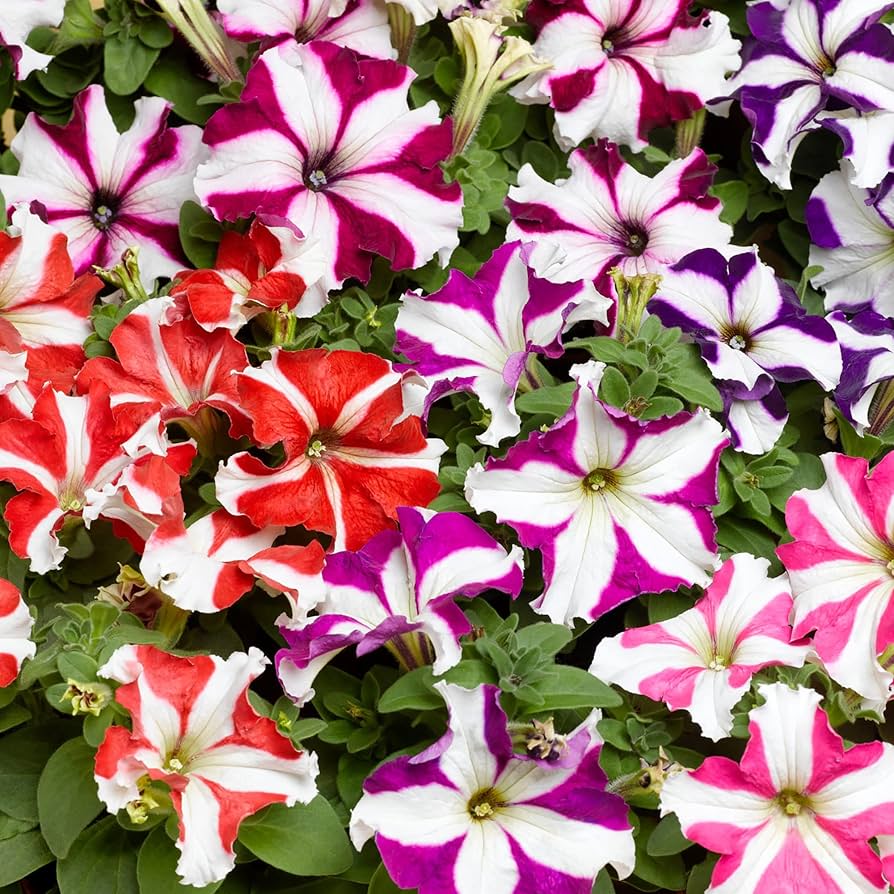 Star Petunia Flower ��������� Petunia spp. ��������� for planting in white garden