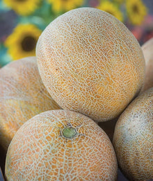 Melon Rannya Seeds for sweet, delicious melons