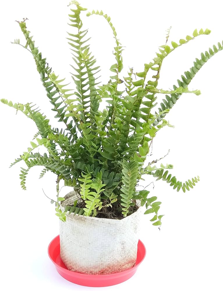 Fern Plant ��������� Various species ��������� for planting in green urban garden
