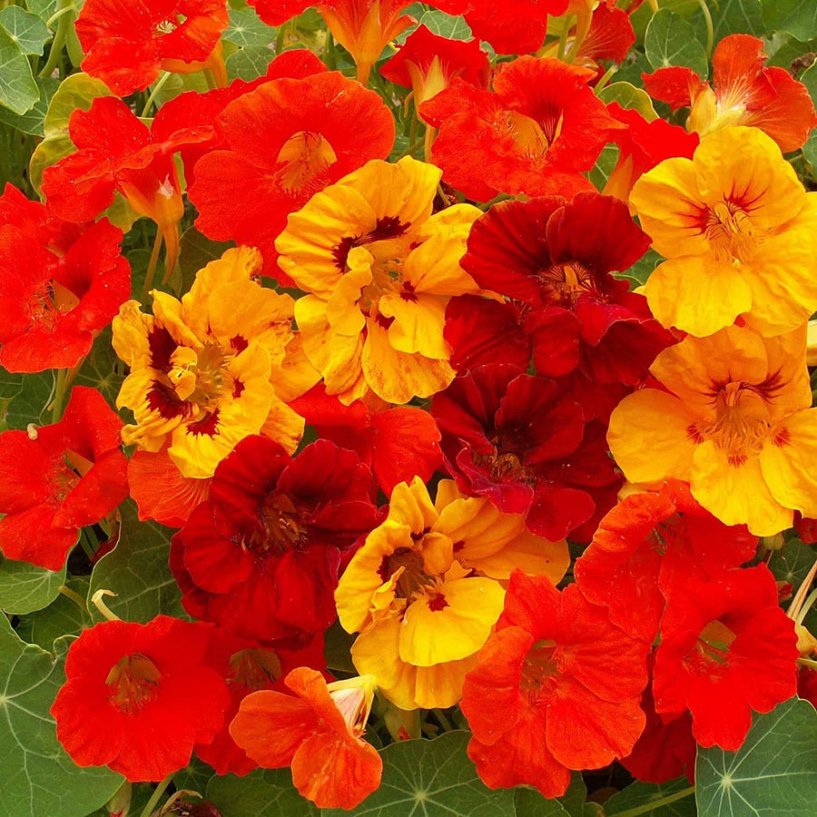 Nasturtium Flower ��������� Tropaeolum majus ��������� for planting in salmon garden