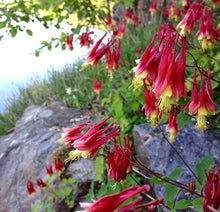 Canadian Columbine Seeds (Aquilegia canadensis) for a lasting display in the shaded backyard and cottage garden planting