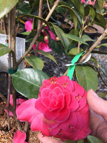 Camelia Hybrid Tomato Seeds for growers stocking a kitchen garden