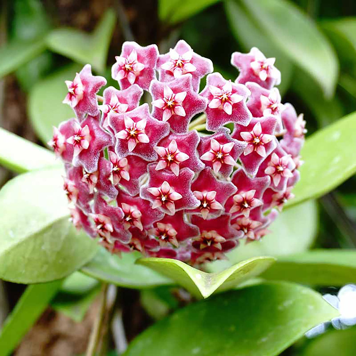 Hoya Carnosa Flowering Houseplant Seeds