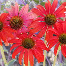 Tomato Soup Coneflower Seeds (Echinacea spp.) for a fresh homegrown crop from the Flower Bed