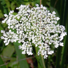 Queen Anne's Lace Seeds (Daucus carota) for a lasting display in the Flower Garden
