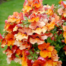 Nemesia Orange Prince Flower Plant Seeds for growers wanting a homegrown harvest