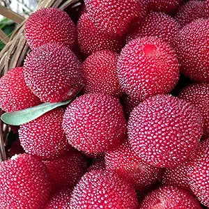 Myrica Pennsylvanica Nord Bayberry Seeds for Coastal Gardens