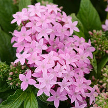 Pentas Seeds for reliable seasonal color