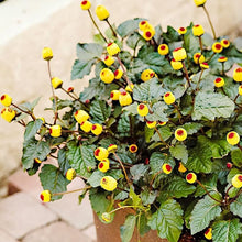 Acmella Oleracea Plant Seeds (Acmella oleracea) for growers filling out the Garden & Flower Bed