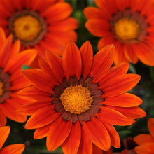 Plant Seeds (Ground cover) for growers seeking a long-blooming display