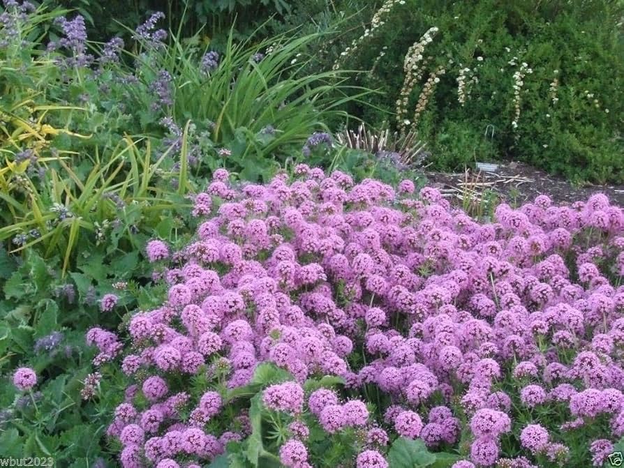 Large Crosswort Seeds (Stylosa crucianella) for growers seeking a long-blooming display