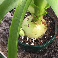 False sea onion Ornithogalum caudatum bulb seeds for planting in indoor pots - for planting in home garden