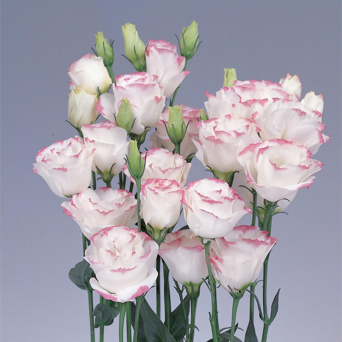 Lisianthus Eustoma Grandiflorum Pink and White Flower Seeds for Planting – Ideal for Ornamental Pots and Seasonal Blooms