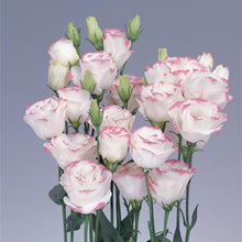Lisianthus Eustoma Grandiflorum Pink Picotee Seeds for growers filling out the Elegant Garden Containers