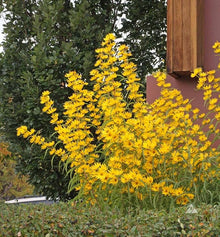 Helianthus Maximiliani Perennial Sunflower Seeds for growers seeking a long-blooming display
