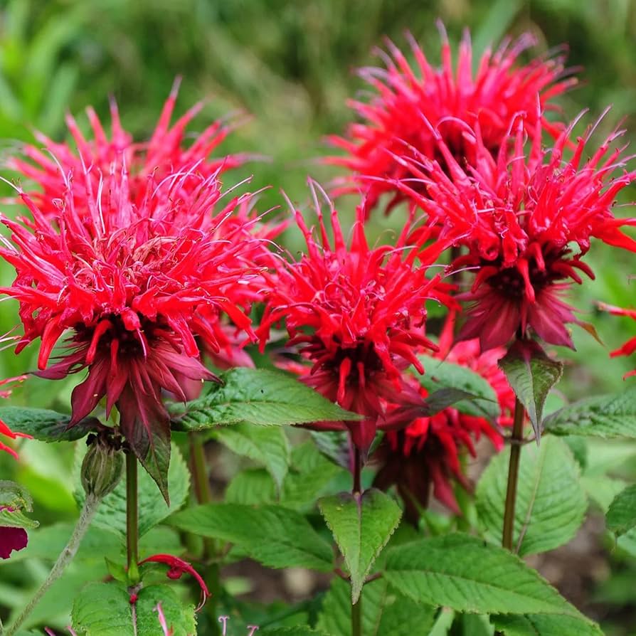 Bee Balm Monarda Didyma Seeds for planting in pollinator garden