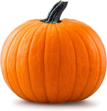 Big Max Pumpkin Seeds (Cucurbita maxima) for productive rows in the Large Garden Planting