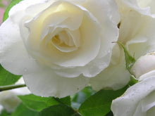 White Heart Rose Rosa hybrida white rose flower seeds for home garden use - for planting in home garden