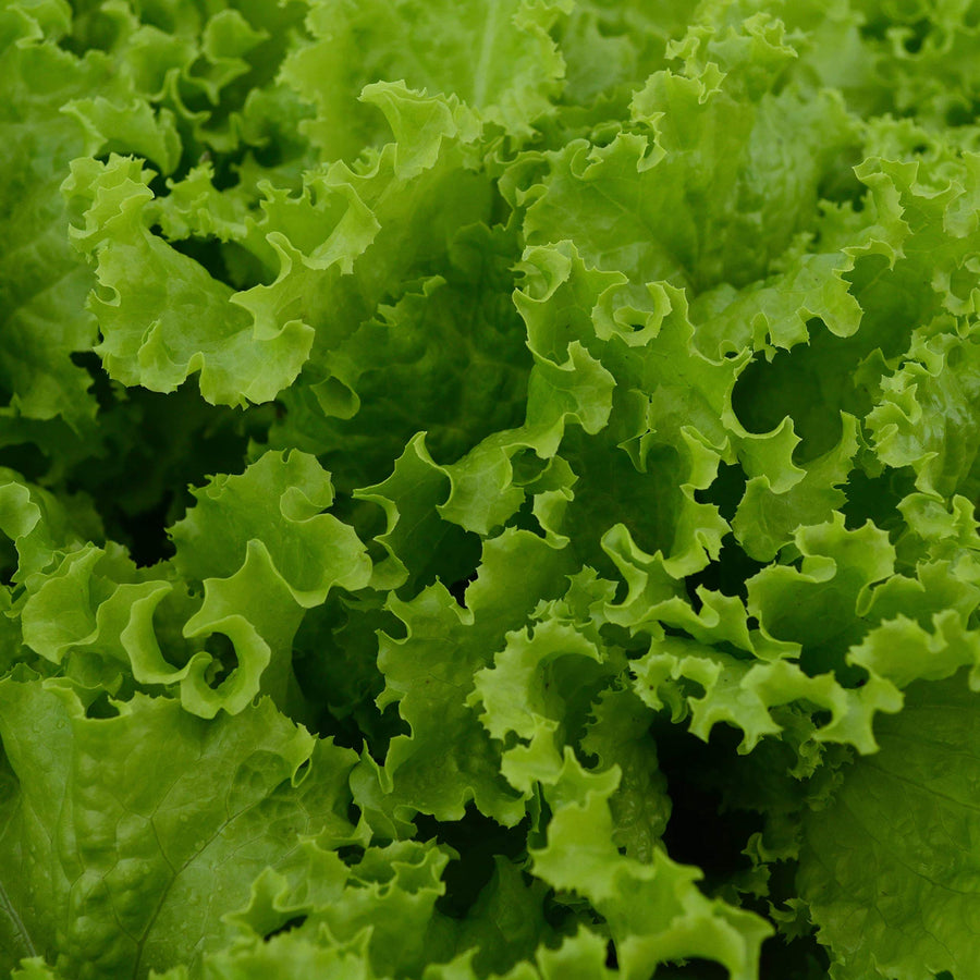 Slobolt lettuce salad greens vegetable seeds