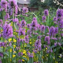 Stachys Officinalis Seeds for seasonal color across the Ornamental Garden Use