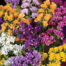Statice Fortress Rose Seeds for gardeners building out beds and borders