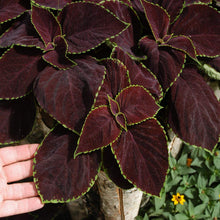 Coleus Plectranthus scutellarioides Premium-Sun Chocolate Mint foliage seeds for planting in garden borders or pots - for planting in home garden