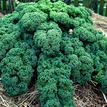 Rapeseed Brassica Napus F1 Golden Purple Seeds known for kitchen Fresh Use