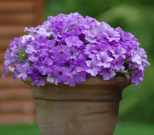 Blue Phantom Petunia Seeds for reliable seasonal color