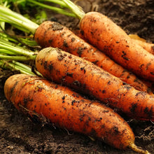 Denver (Carrot Seeds – Crisp and Uniform Root Vegetables) for planting in garden