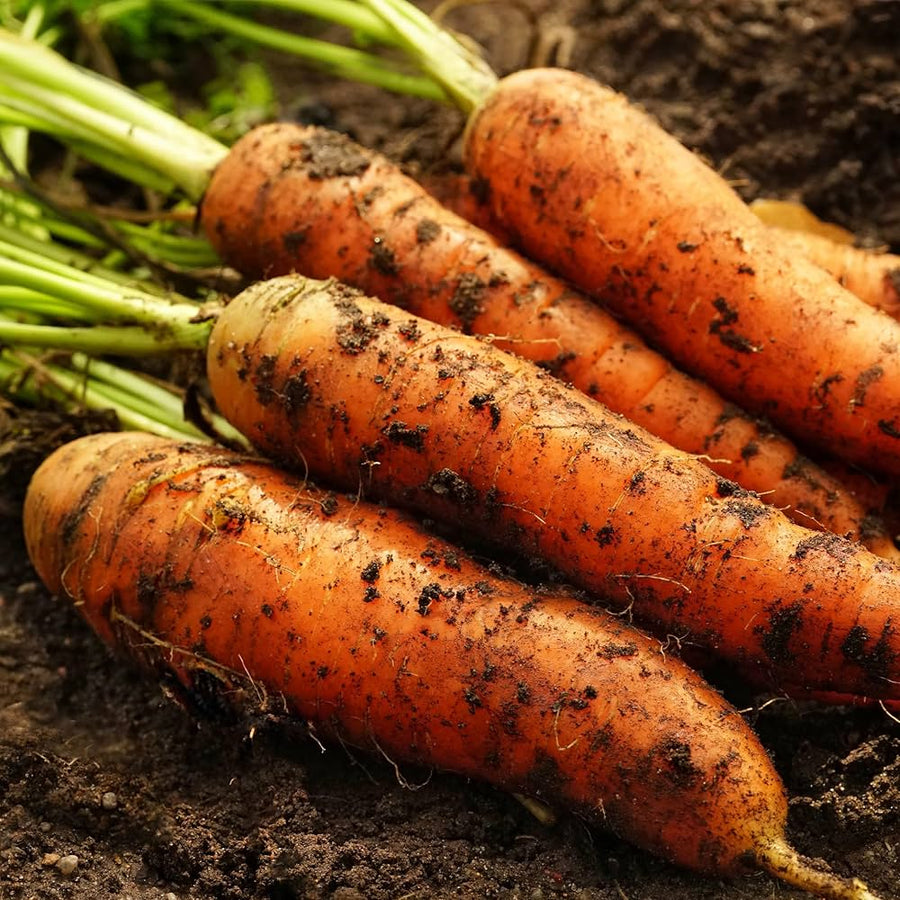 Denver (Carrot Seeds – Crisp and Uniform Root Vegetables) for planting in garden