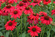 Echinacea Seeds for growers filling out the Echinacea bed pollinator garden