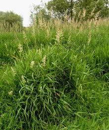 Phalaris Aquatica Seeds (Phalaris arundinacea) for filling out the Garden