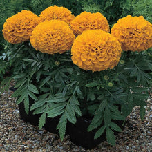 African Marigold Antigua Primrose Seeds for colorful blooms in the bright yellow garden blooms