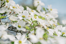 Cornus Florida White Flowering Dogwood Seeds for a colorful addition to any planting