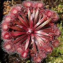 Insectivorous Gardening Seeds for seasonal color across the Pink Garden