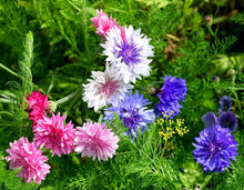 Centaurea Cyanus Romantic Seeds for a lasting display in the flower bed garden