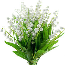 Maiglöckchen Flowers Indoor Rare Bell-Orchidee Seeds for reliable seasonal color