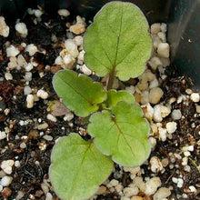 Pansy Viola Tricolor Mini Seeds for seasonal color across the Container Gardens