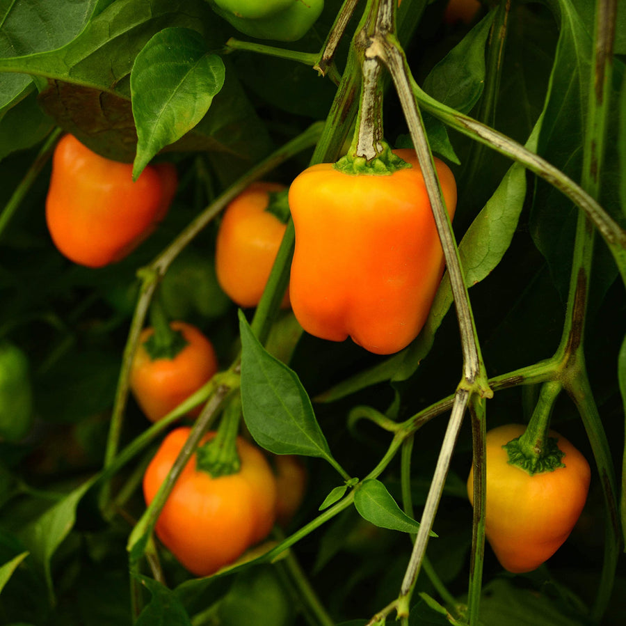 Pepper Seeds