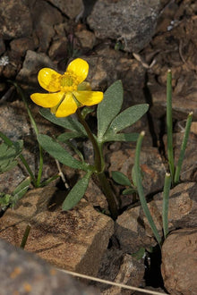 Early Buttercup Native Wildflower Seeds for a bright addition to the Pollinator-Friendly Gardens