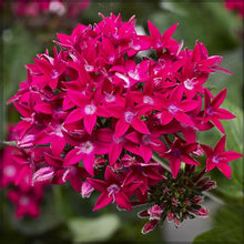 Pentas Seeds for reliable seasonal color