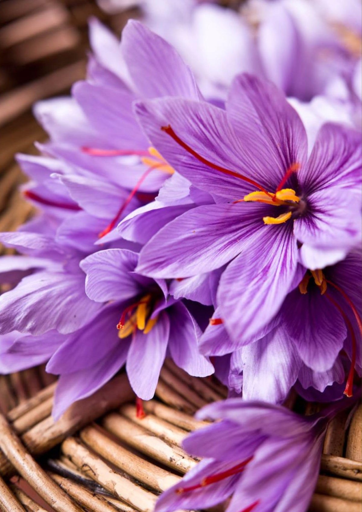 Hellgelb Saffron Pot Plant Seeds for Bonsai